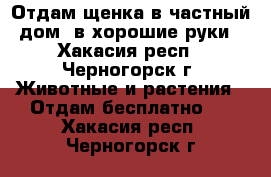 Отдам щенка в частный дом, в хорошие руки - Хакасия респ., Черногорск г. Животные и растения » Отдам бесплатно   . Хакасия респ.,Черногорск г.